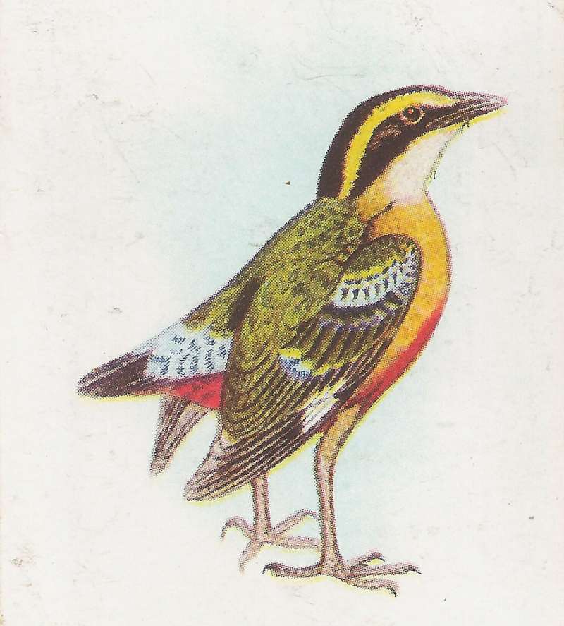 Perched on Gound<br>(Origin of the Specimen: Color Painting - Roberts)