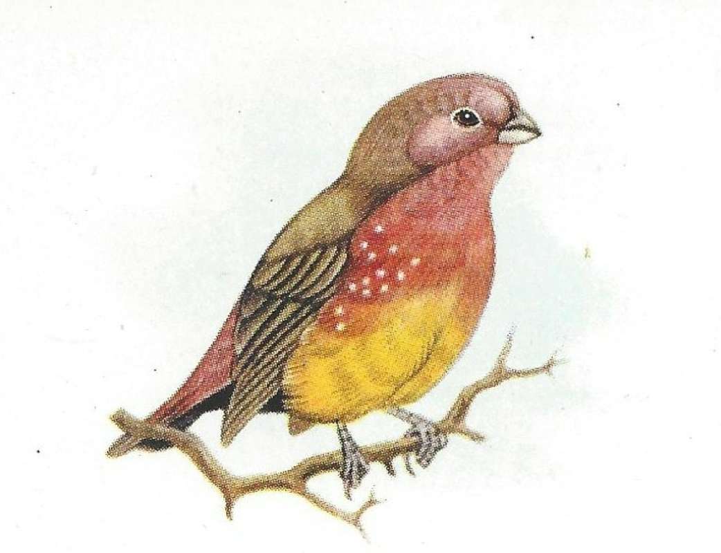 Perched Showing Breast<br>(Origin of the Specimen: Color Painting - Roberts)