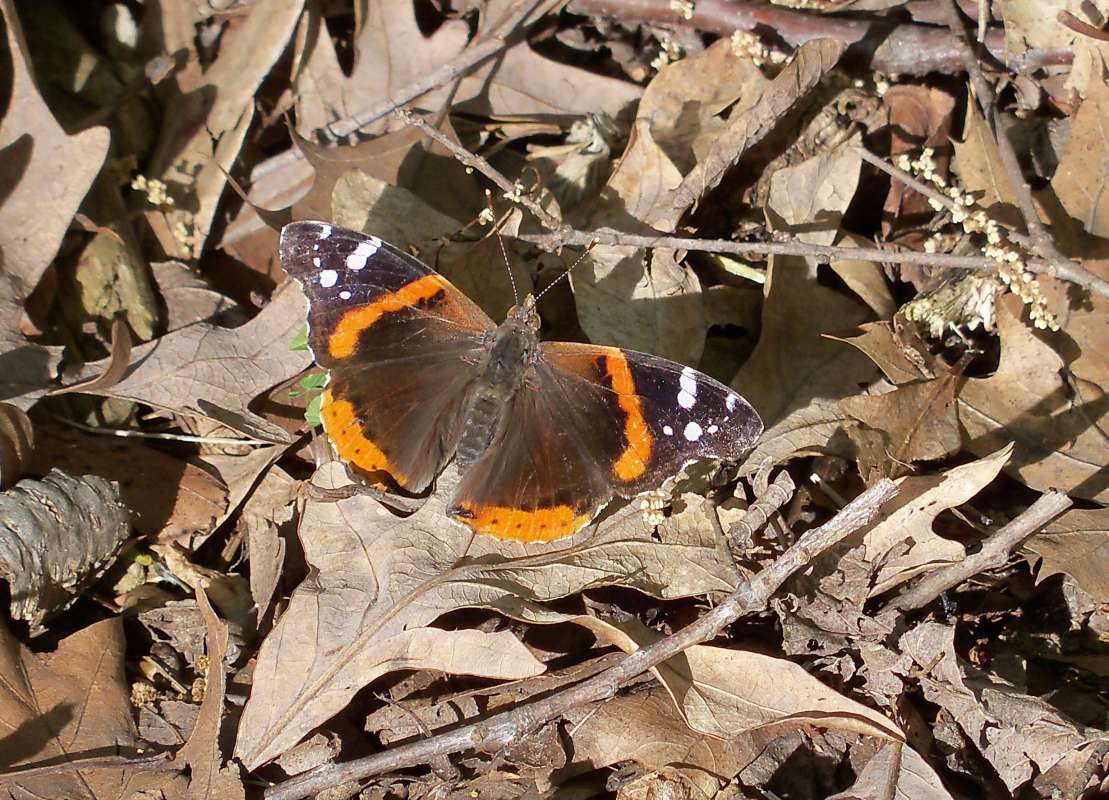Probably Female in Habitat<br>(Location of Picture: Mchenry, Il, USA, April 22, 2012)