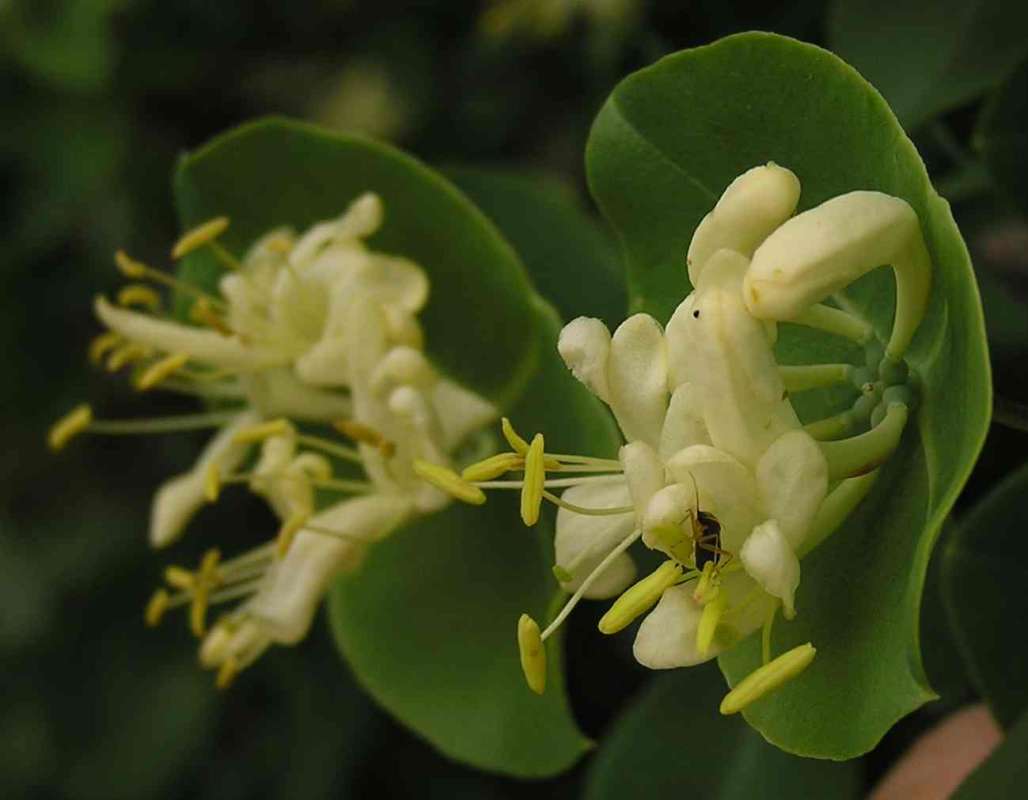 Flower - Side View<br>(Location of Picture: Lakeside, Texas, USA)