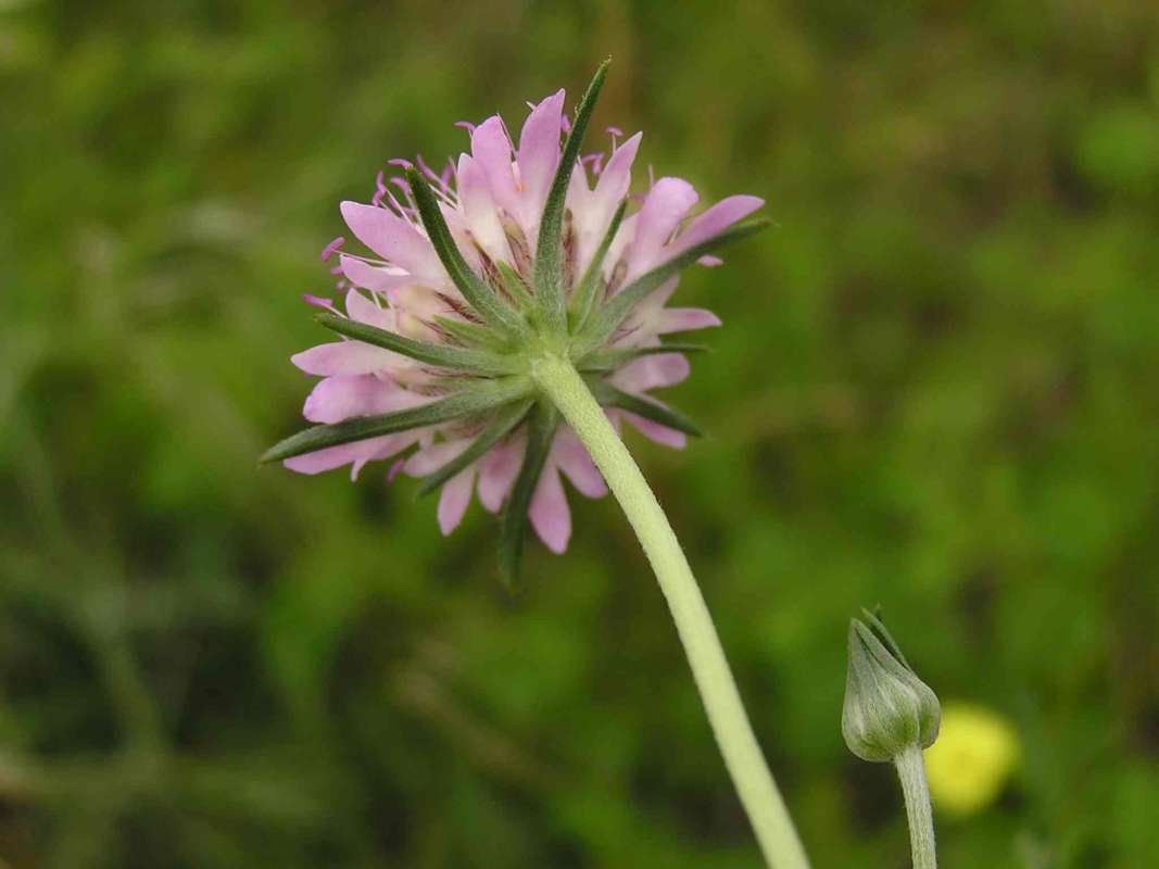 Flower - Back View<br>(Location of Picture: Grand Prairie, Texas, USA)