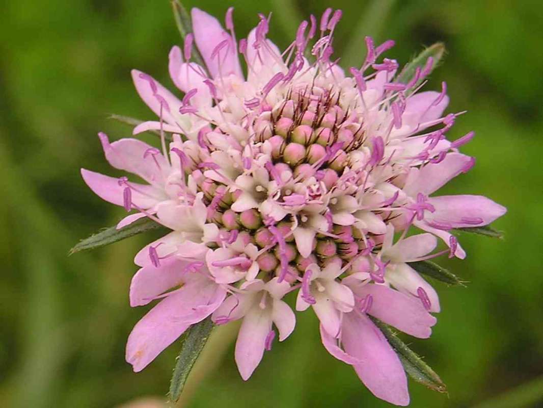 Flower - Front View<br>(Location of Picture: Grand Prairie, Texas, USA)