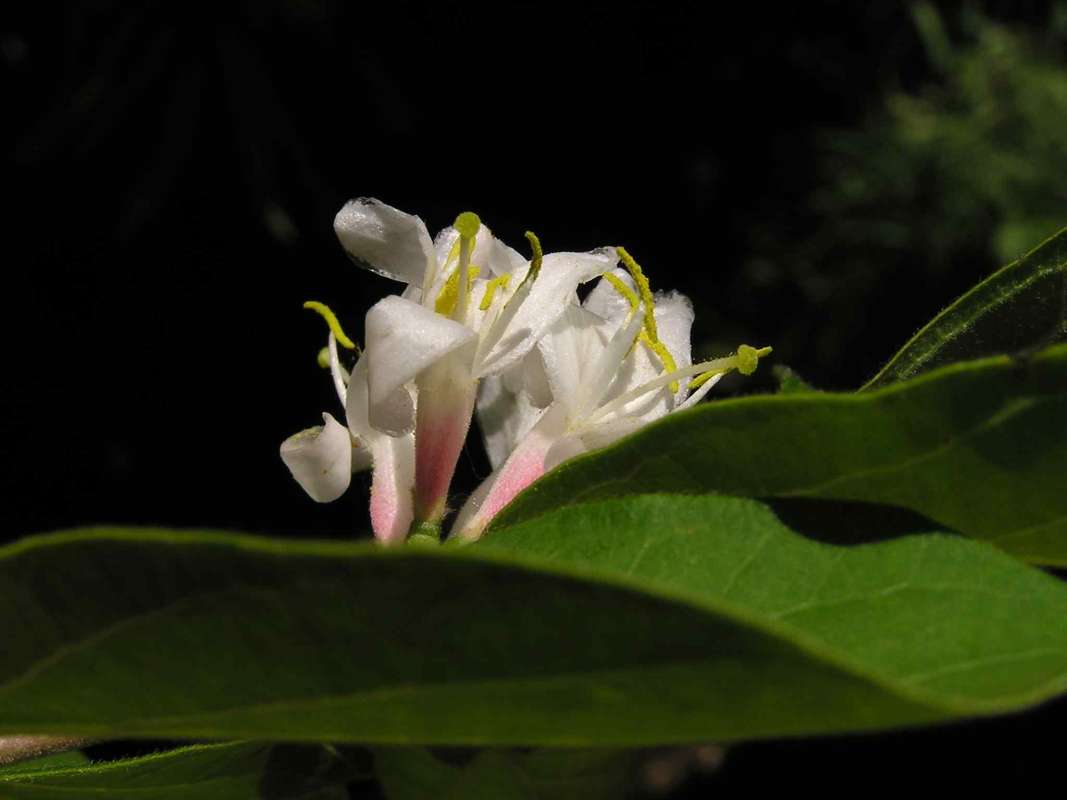 Flowers - Side View<br>(Location of Picture: Lbj Grassland, Texas, USA, 2005)