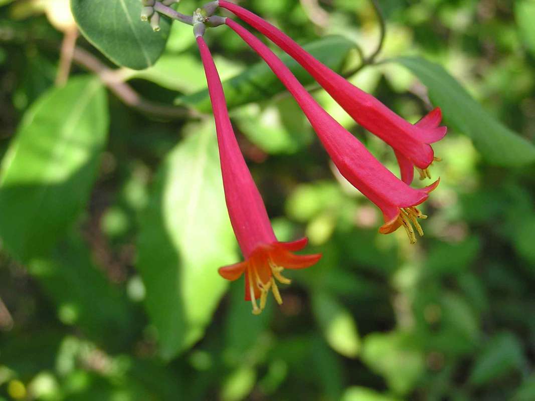 Flowers - Side View<br>(Location of Picture: Tandy Hill, Texas, USA, 2005)