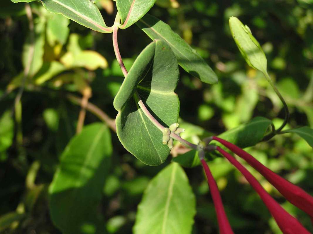 Subtending Leaves<br>(Location of Picture: Tandy Hill, Texas, USA, 2005)