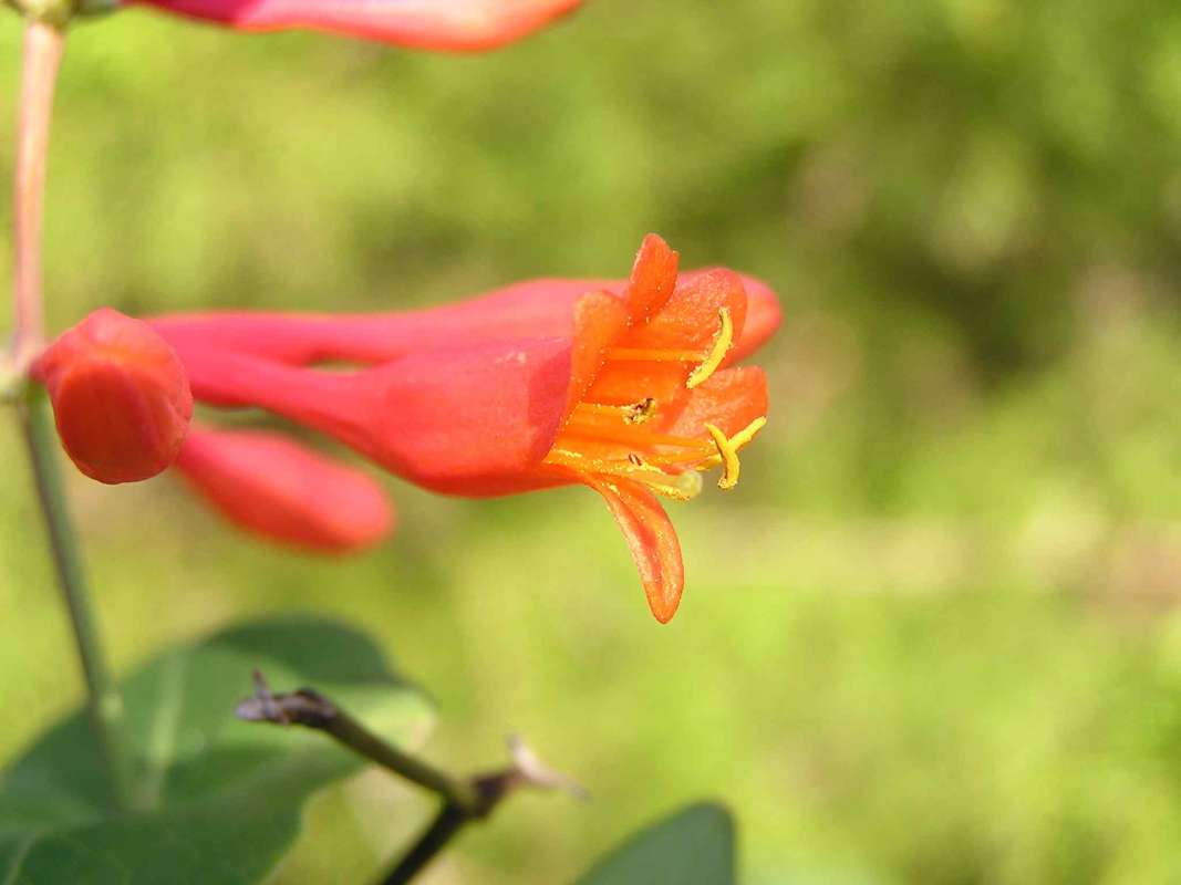 Flower Parts<br>(Location of Picture: Tandy Hill, Texas, USA, 2005)
