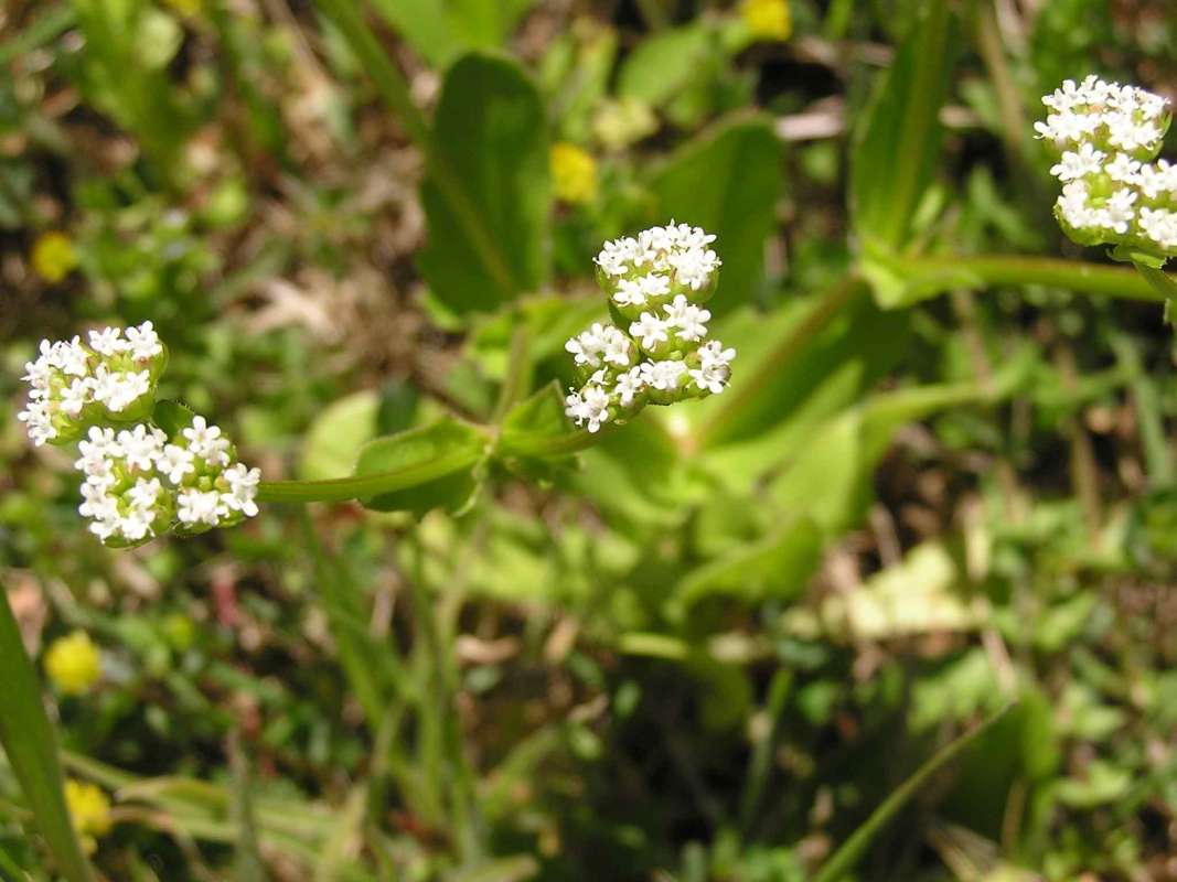 Flowers - View #2<br>(Location of Picture: Fossil Hill, Texas, USA, 2005)