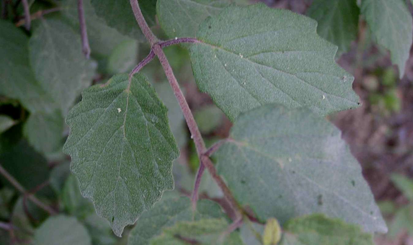 Leaves<br>(Location of Picture: Fossil Hill, Texas, USA, 2005)