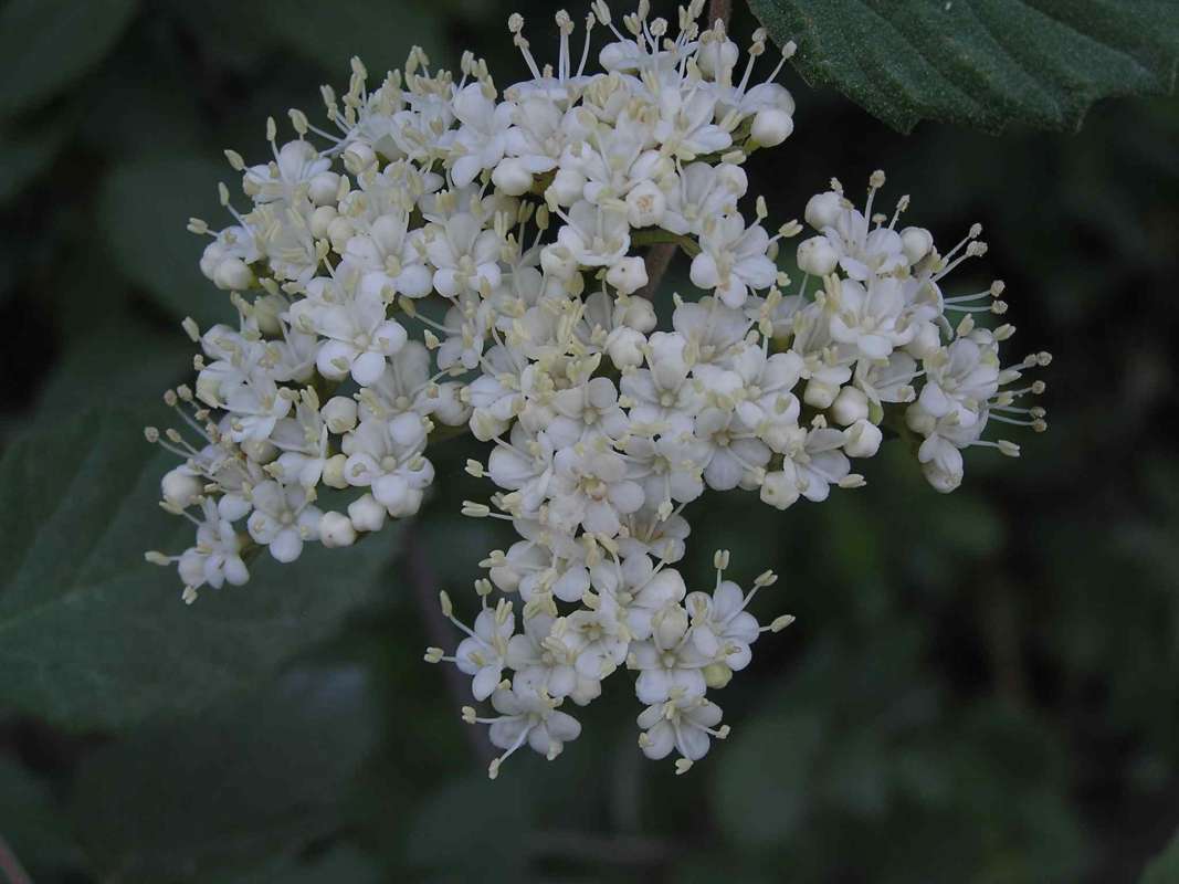 Flower Head<br>(Location of Picture: Fossil Hill, Texas, USA, 2005)