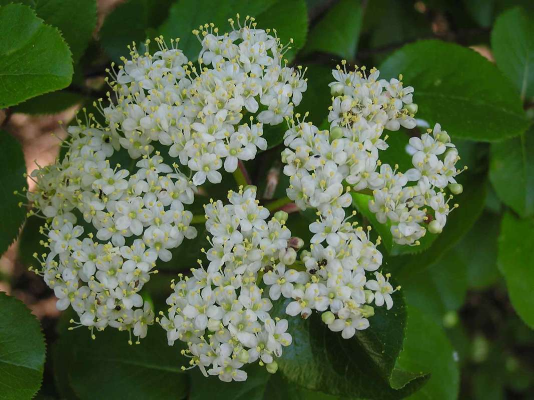 Top View Of Umbel<br>(Location of Picture: Fossil Hill, Texas, USA, 2005)