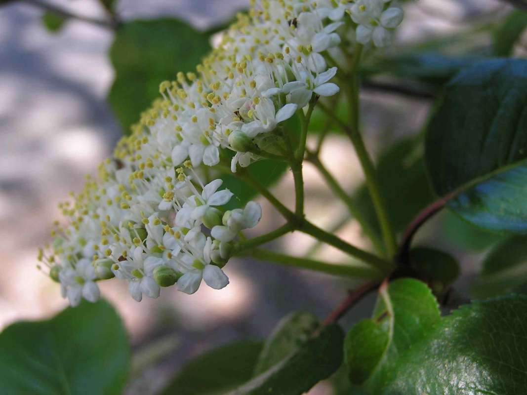 Umbel - Side View<br>(Location of Picture: Fossil Hill, Texas, USA, 2005)