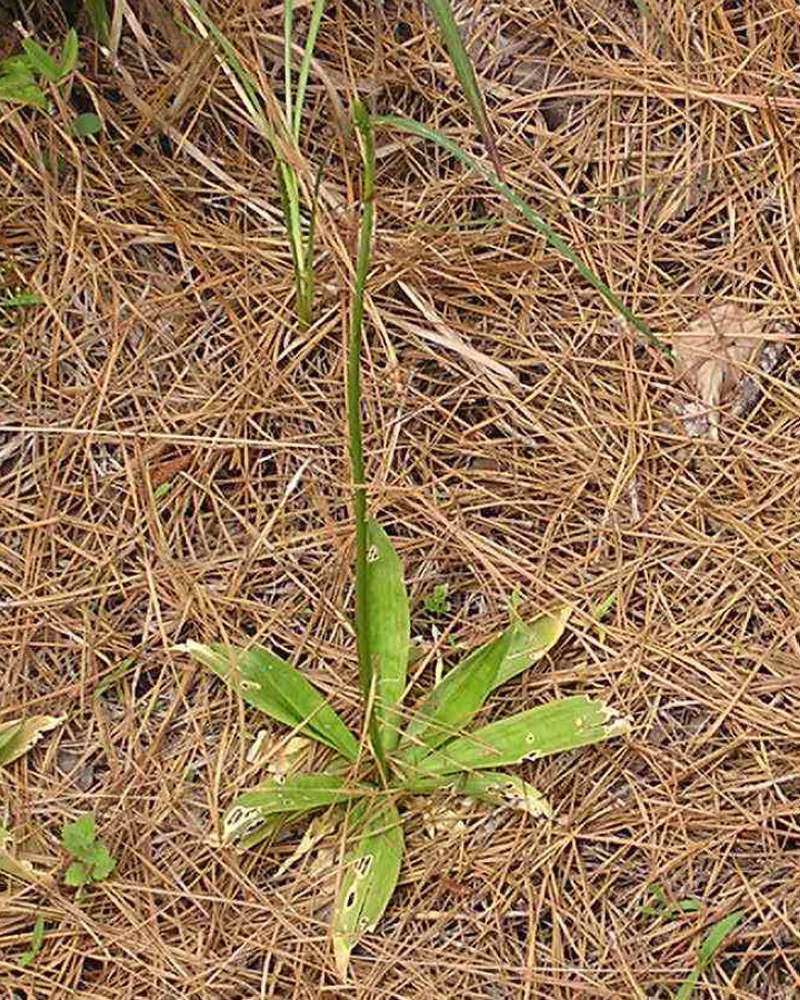 Habitat View<br>(Location of Picture: Big Thicket, Texas, 2007)