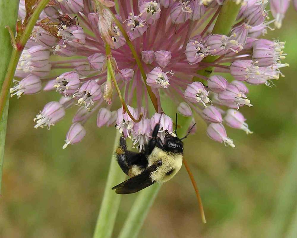 On Wild Leek<br>(Location of Picture: Sabine Texas, 2007)