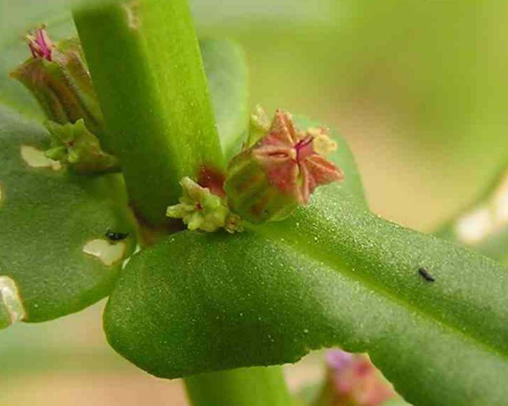 Pre Bloom<br>(Location of Picture: Loyd Park, Texas, 2007)