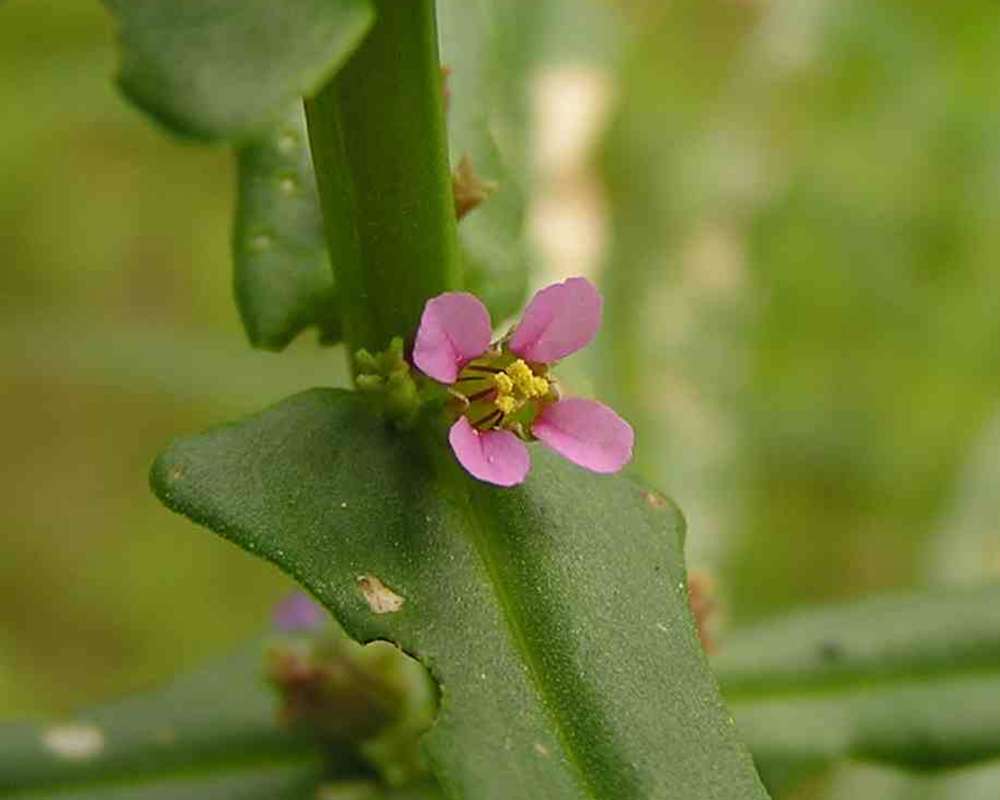 Flower With Leaf Base<br>(Location of Picture: Loyd Park, Texas, 2007)