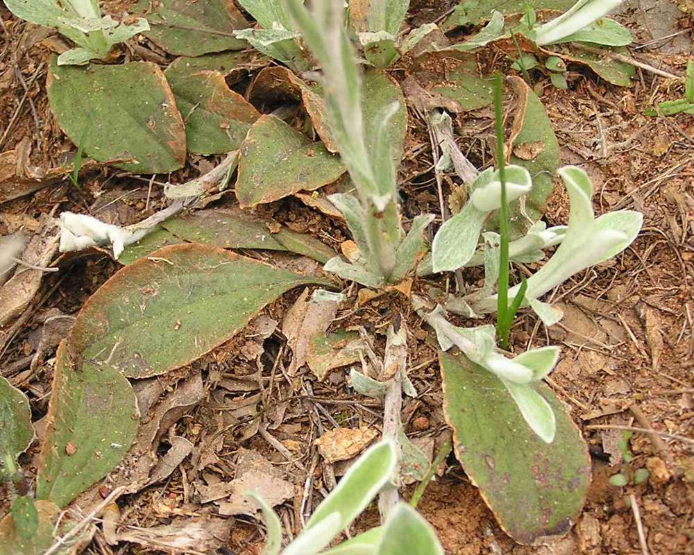 Basal Leaves<br>(Location of Picture: Ray Roberts, Texas, USA, 2007)