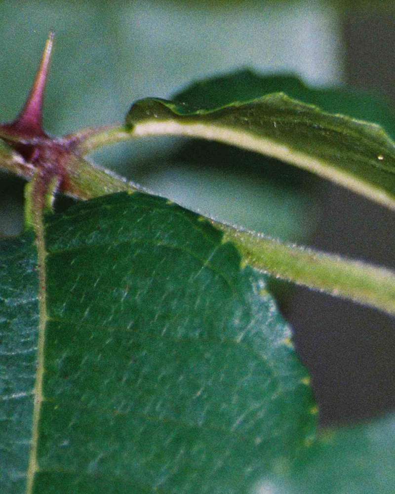 Leaf Base and Thorn<br>(Location of Picture: Hill Country, Texas, USA, 2007)