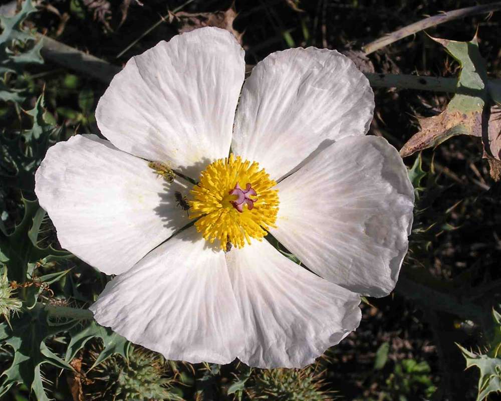 Flower<br>(Location of Picture: Texas, 2007)