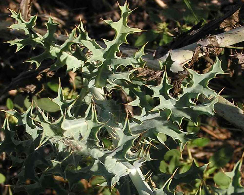 Leaves<br>(Location of Picture: Texas, 2007)