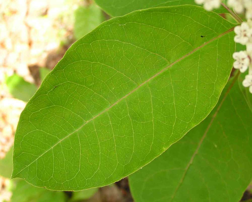 Leaf<br>(Location of Picture: Sabine Or Angelina, Texas, 2007)