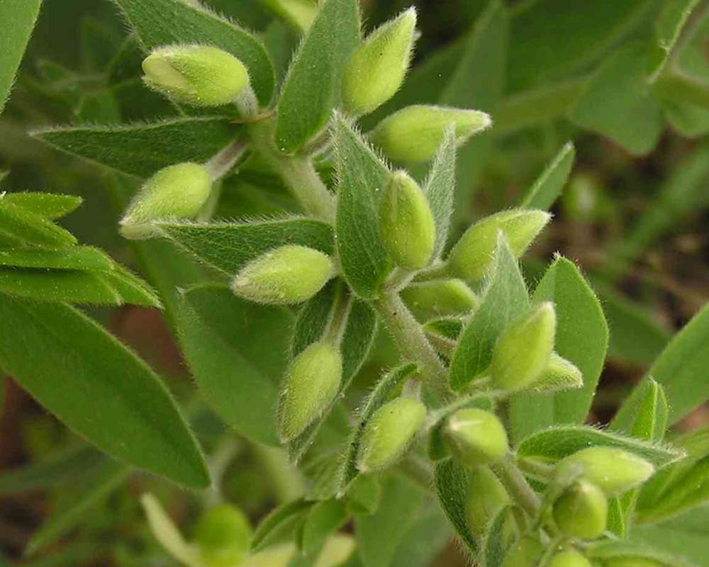 Bud and Leaves<br>(Location of Picture: Ray Roberts, Texas, USA, 2007)