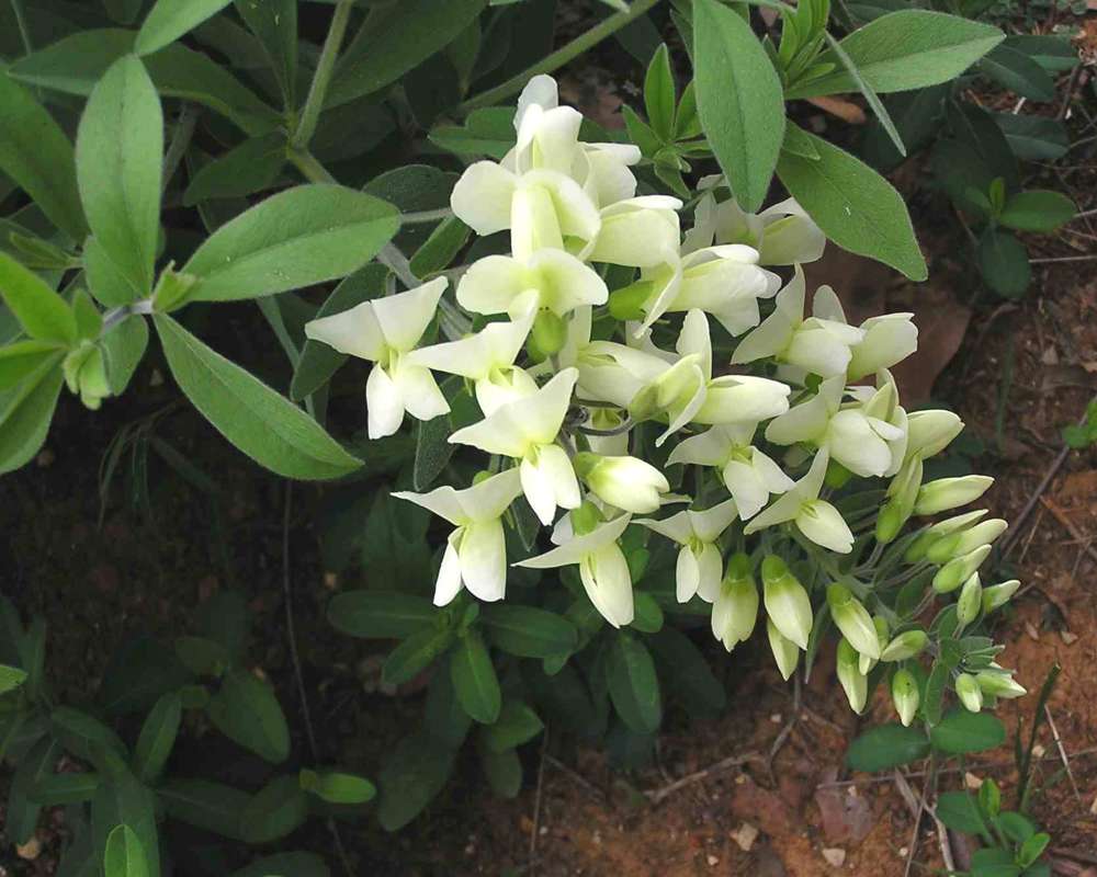 Top Of Plant in  Bloom<br>(Location of Picture: Ray Roberts, Texas, USA, 2007)