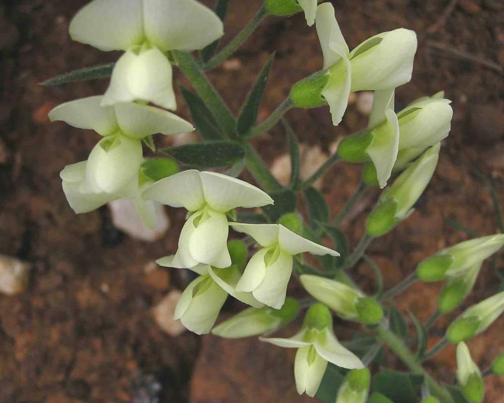 Flowers<br>(Location of Picture: Ray Roberts, Texas, USA, 2007)