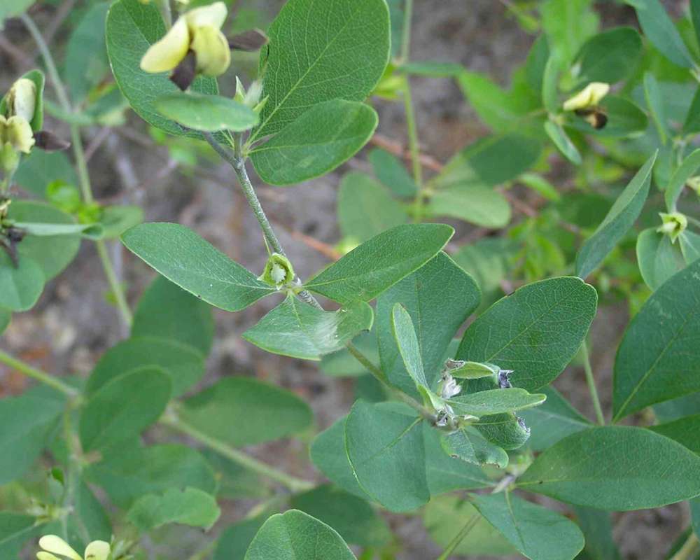 Stem and Leaves<br>(Location of Picture: Sonnias, Texas, 2007)