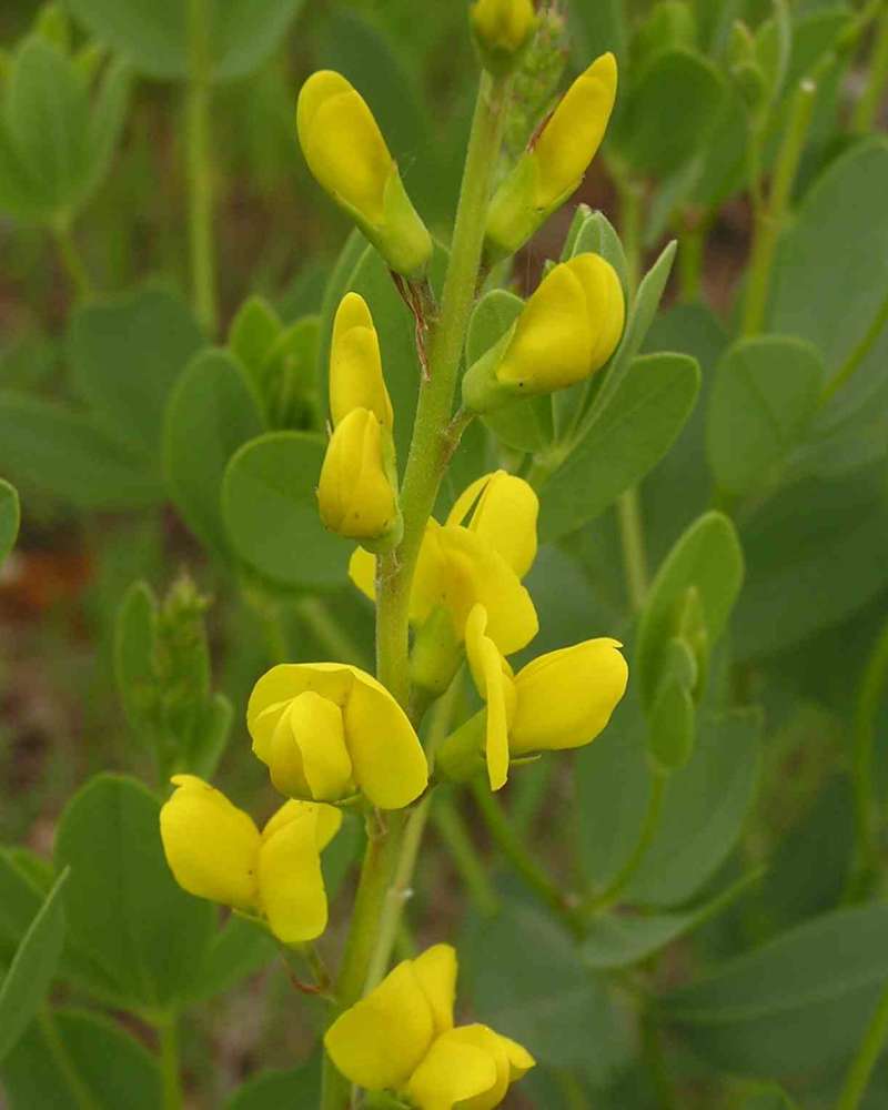 Raceme<br>(Location of Picture: Ray Roberts, Texas, 2007)