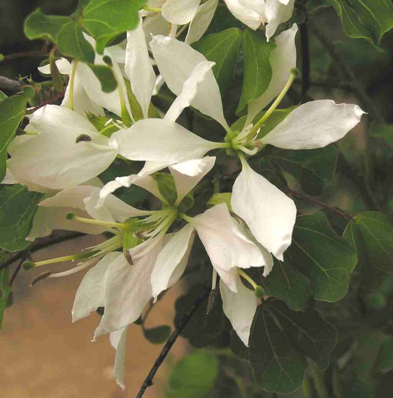 Flowers<br>(Location of Picture: Cedar Ridge, Texas, USA, 2007)
