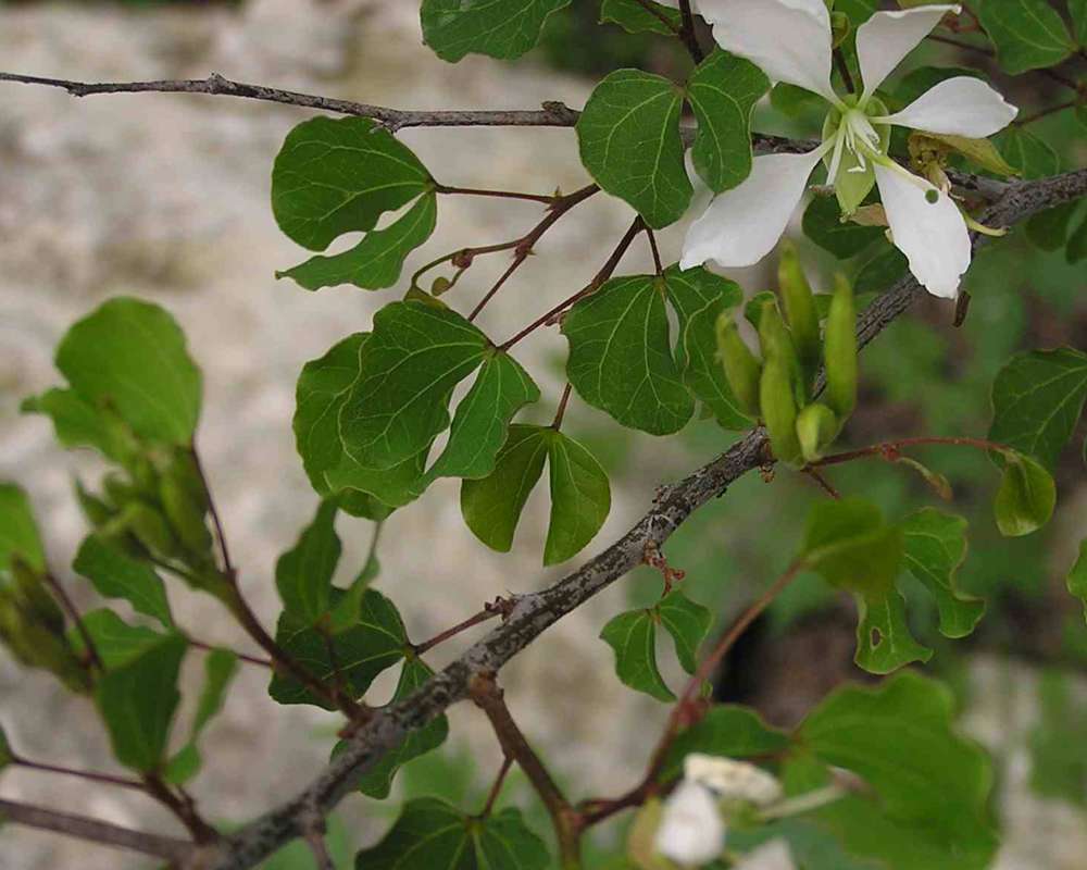 Leaves and Twig<br>(Location of Picture: Cedar Ridge, Texas, USA, 2007)