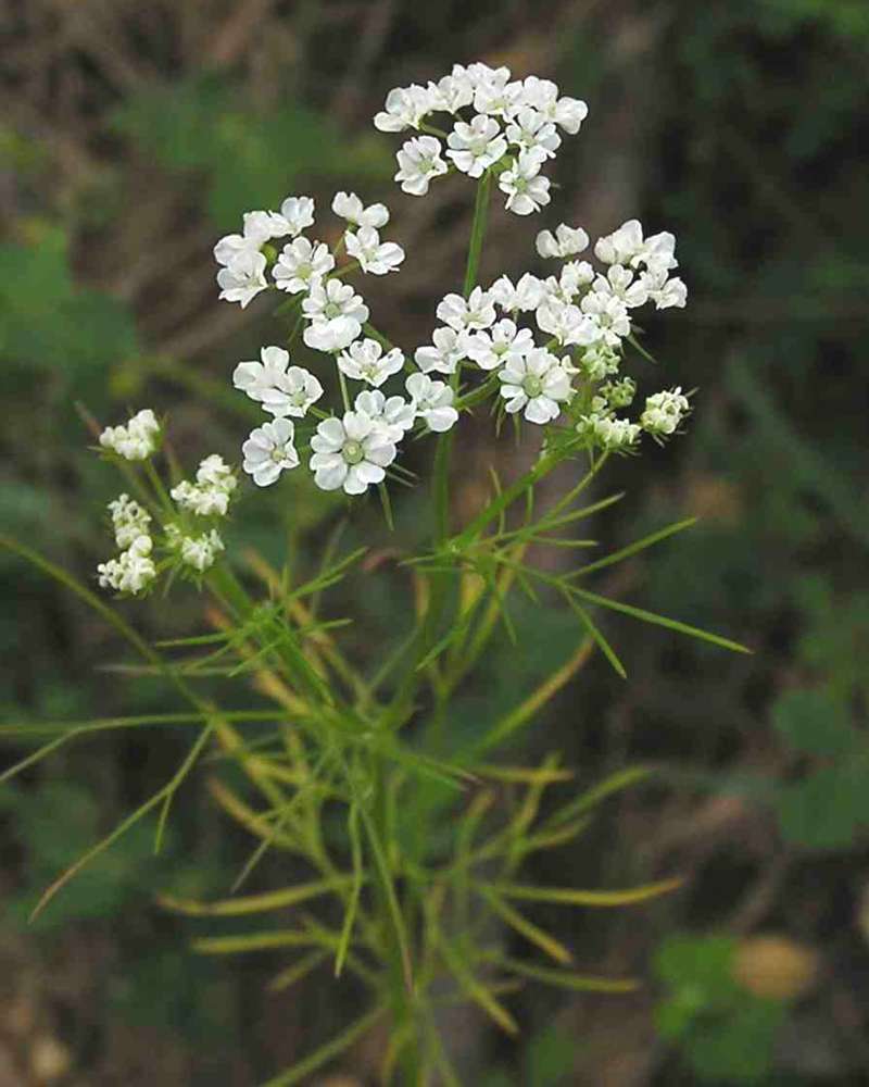 Top Of Plant in  Bloom<br>(Location of Picture: Stella Rowan, Texas, USA, 2007)