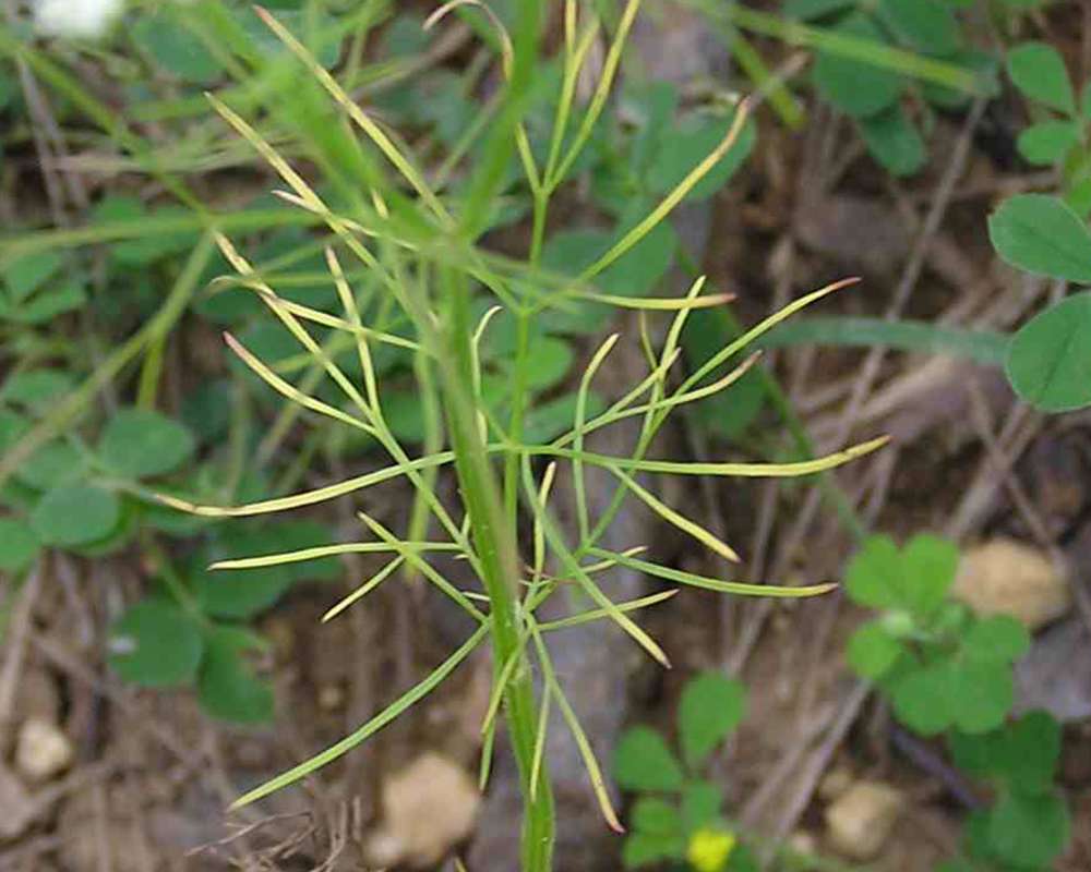 Compound Thread Leaves<br>(Location of Picture: Stella Rowan, Texas, USA, 2007)