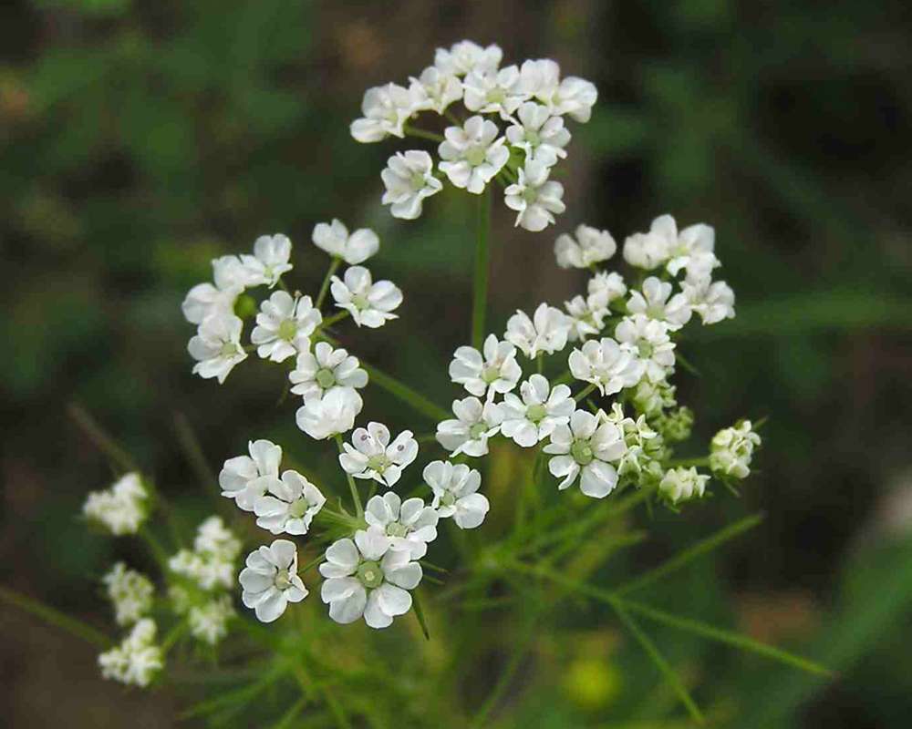 Flowers<br>(Location of Picture: Stella Rowan, Texas, USA, 2007)