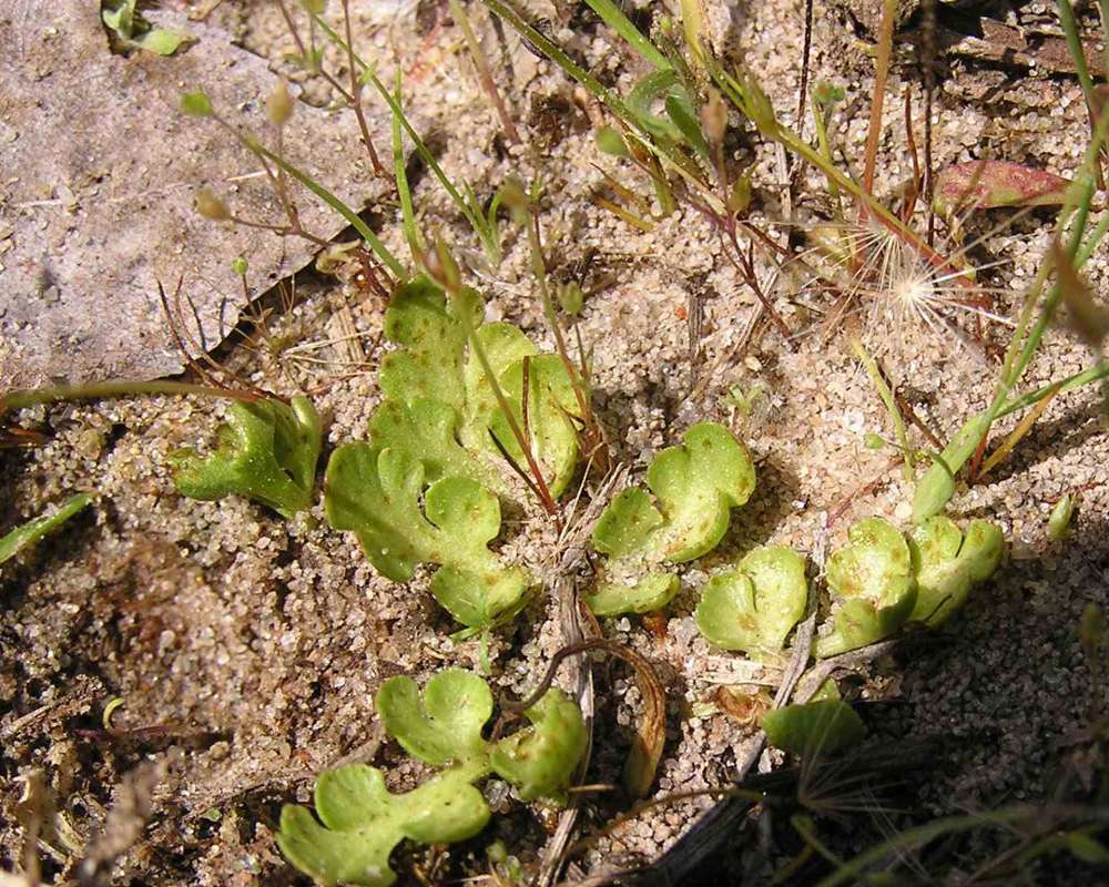 Leaves in  Habitat<br>(Location of Picture: Sonnias, Tyler, E Texas, USA,  07)