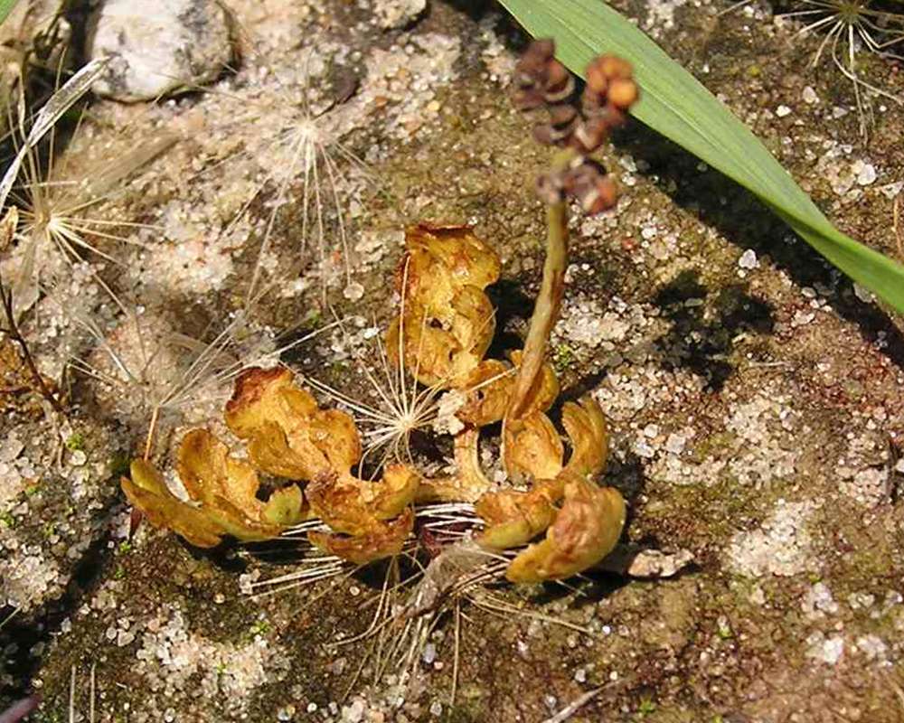 Fertile Stalk<br>(Location of Picture: Sonnias, Tyler, E Texas, USA,  07)