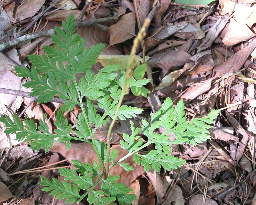 Habitat<br>(Location of Picture: Sonnias, Tyler, Texas, USA, 2007)