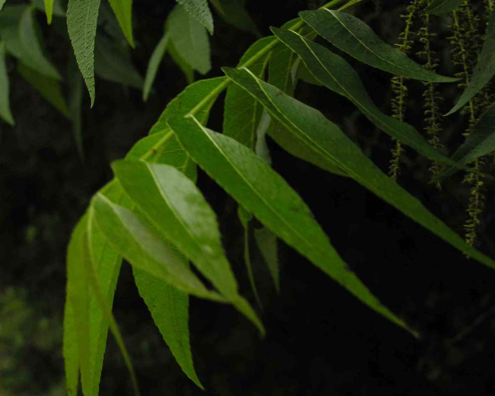 Leaf<br>(Location of Picture: Eastern Texas, 2007)