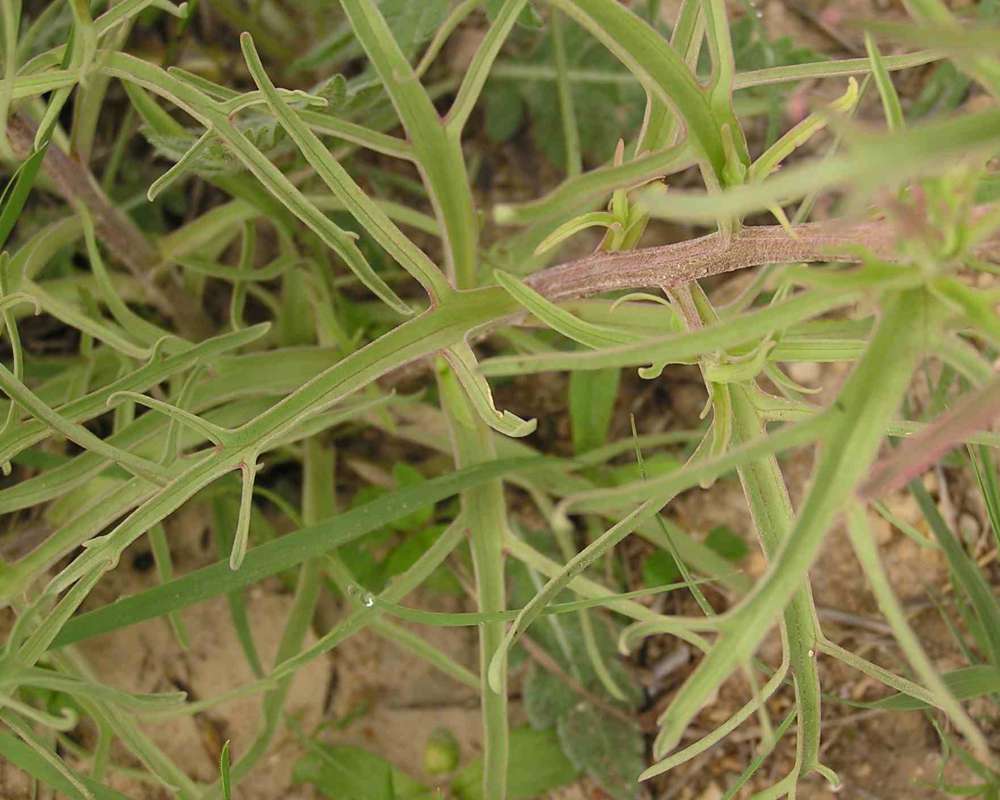 Leaves<br>(Location of Picture: Lbj Grassland, Texas, 2007)