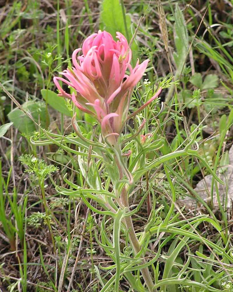 Top Of Plant in  Bloom<br>(Location of Picture: Lbj Grassland, Texas, 2007)