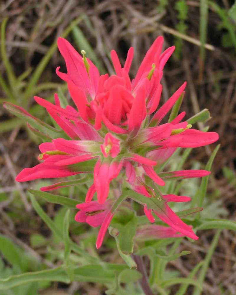Flower Head - Side View<br>(Location of Picture: Lbj Grassland, Texas, 2007)