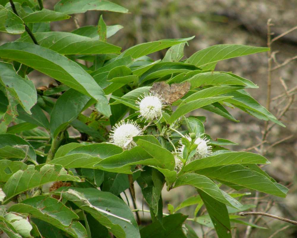 Top Of Plant in  Bloom<br>(Location of Picture: Tandy Hills, Texas, USA, 2007)
