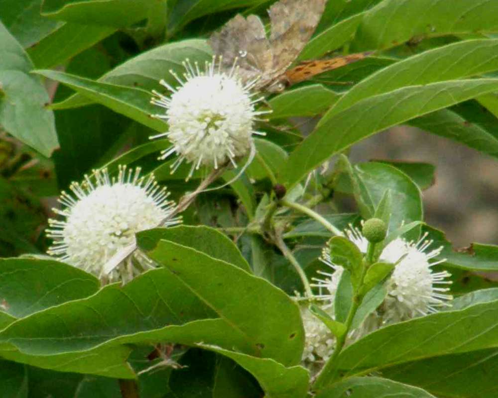 Flowers and Leaves<br>(Location of Picture: Tandy Hills, Texas, USA, 2007)