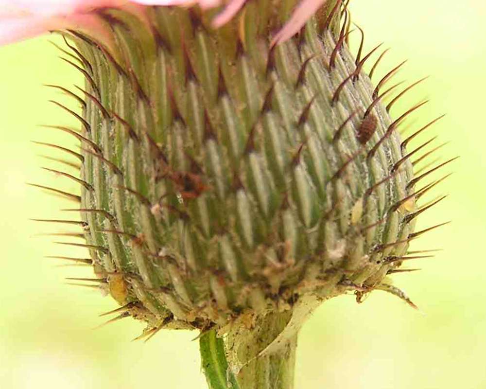 Bracts<br>(Location of Picture: Big Thicket, Texas, USA, 2007)