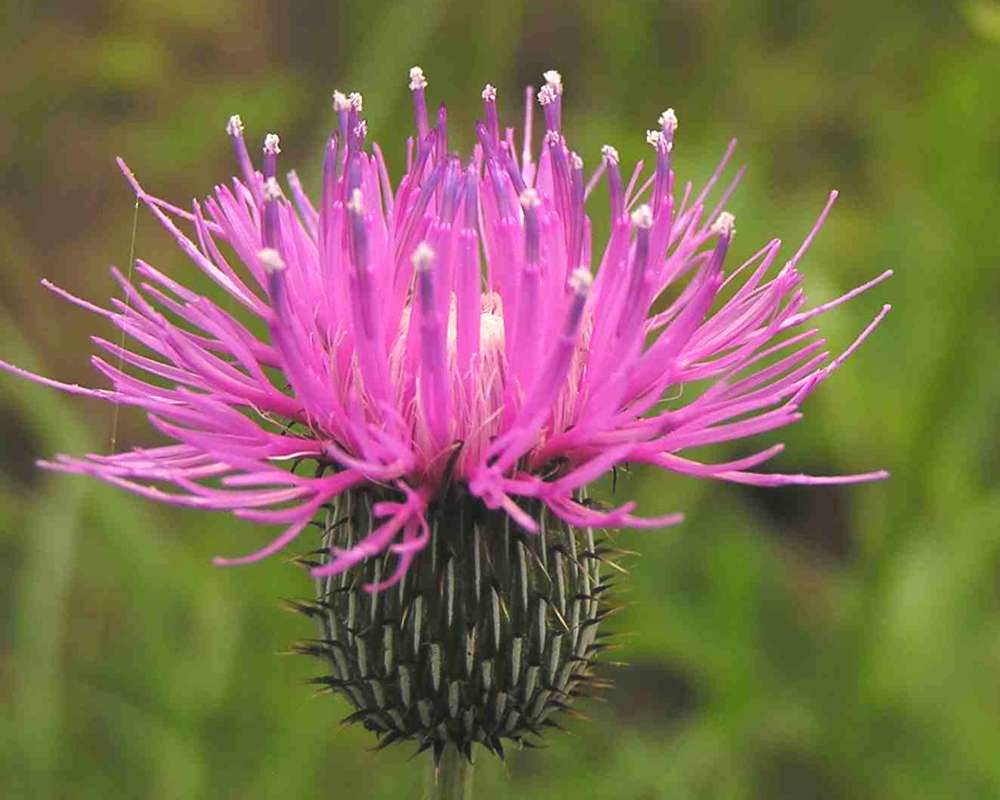 Flower - Side View<br>(Location of Picture: Big Thicket, Texas, USA, 2007)