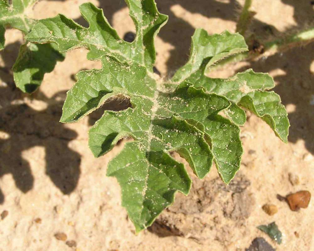 Leaf<br>(Location of Picture: East Texas, USA, 2007)