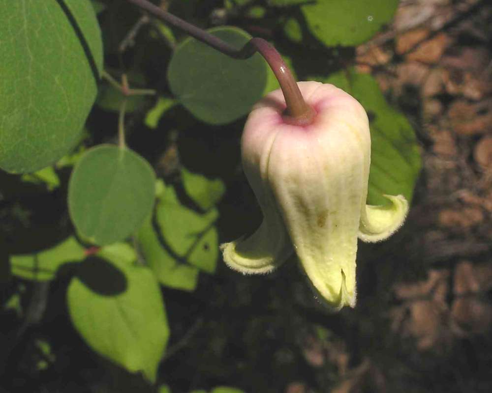 Flower - Rear View<br>(Location of Picture: Sonnias)