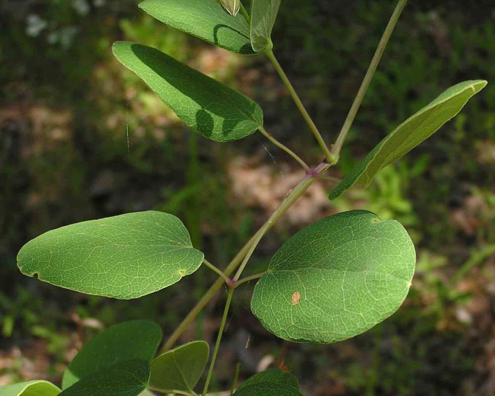 Leaves and Stem<br>(Location of Picture: Sonnias)