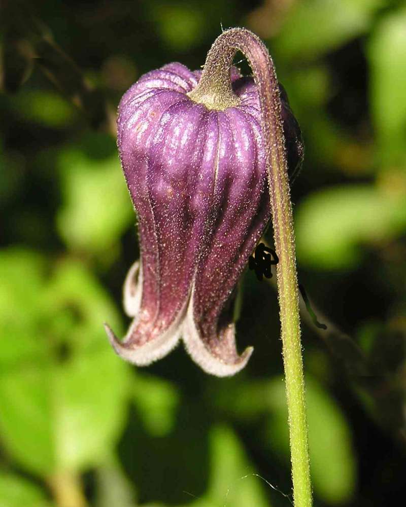 Flower - Rear View<br>(Location of Picture: A Nature Center, Texas, USA, 2007)