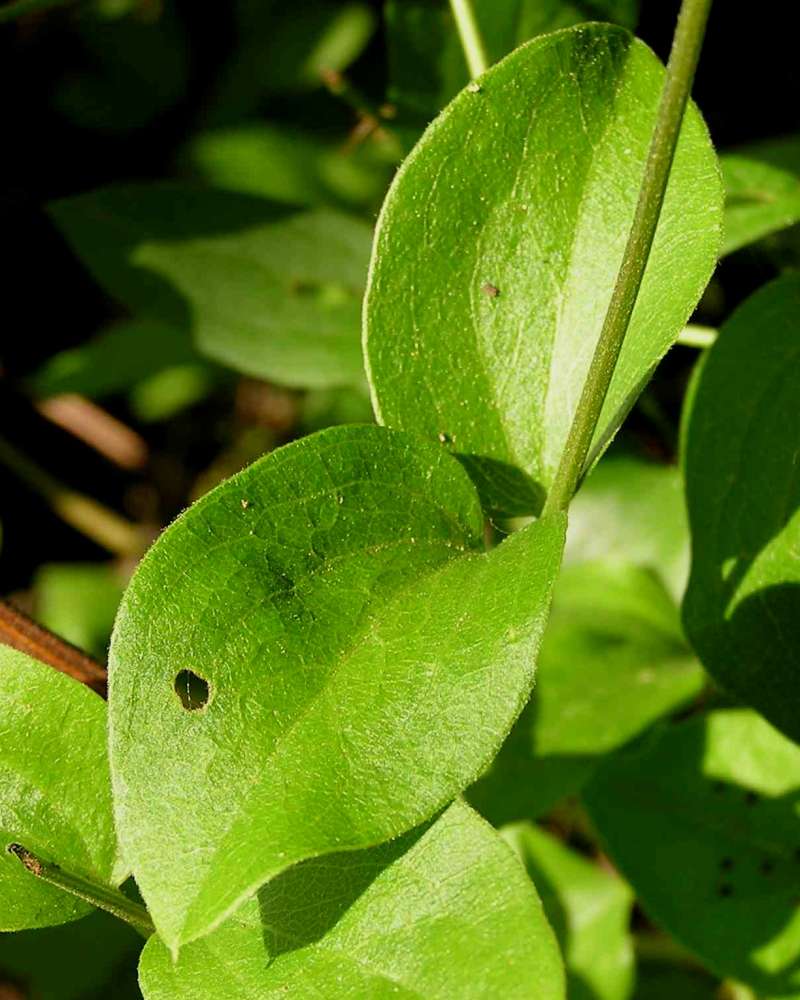 Leaves and Stem<br>(Location of Picture: A Nature Center, Texas, USA, 2007)